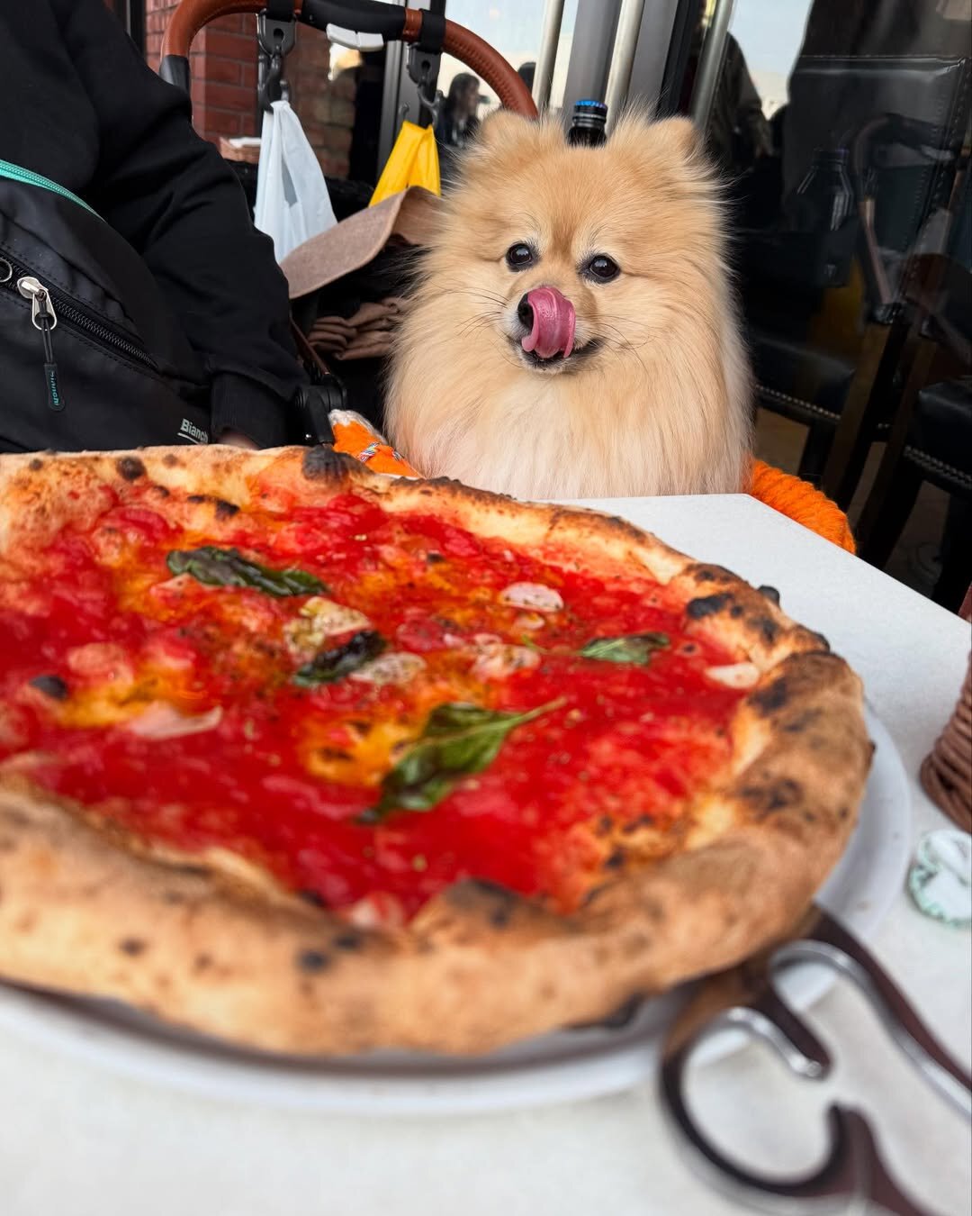 横浜の犬連れできるカフェ