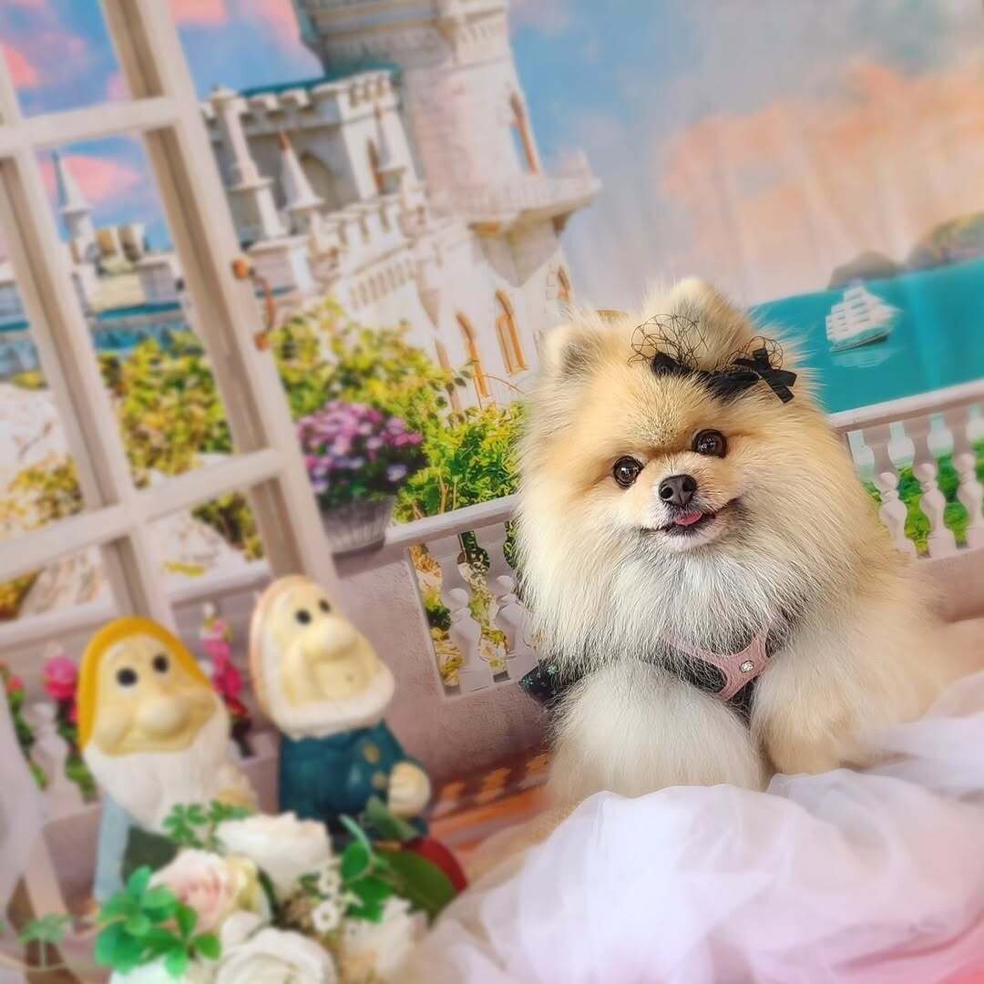 京都の犬連れできるカフェ