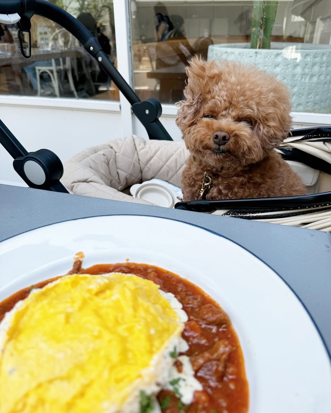 渋谷の犬連れで入れるカフェのエマノン ザ ソウル シェア キッチンにいる犬