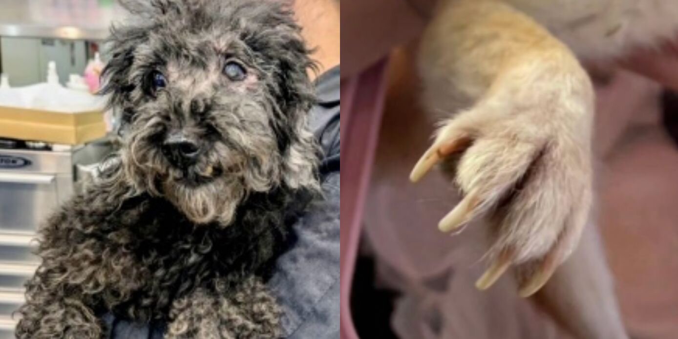 NPO法人 FF Dog Connectで保護している犬