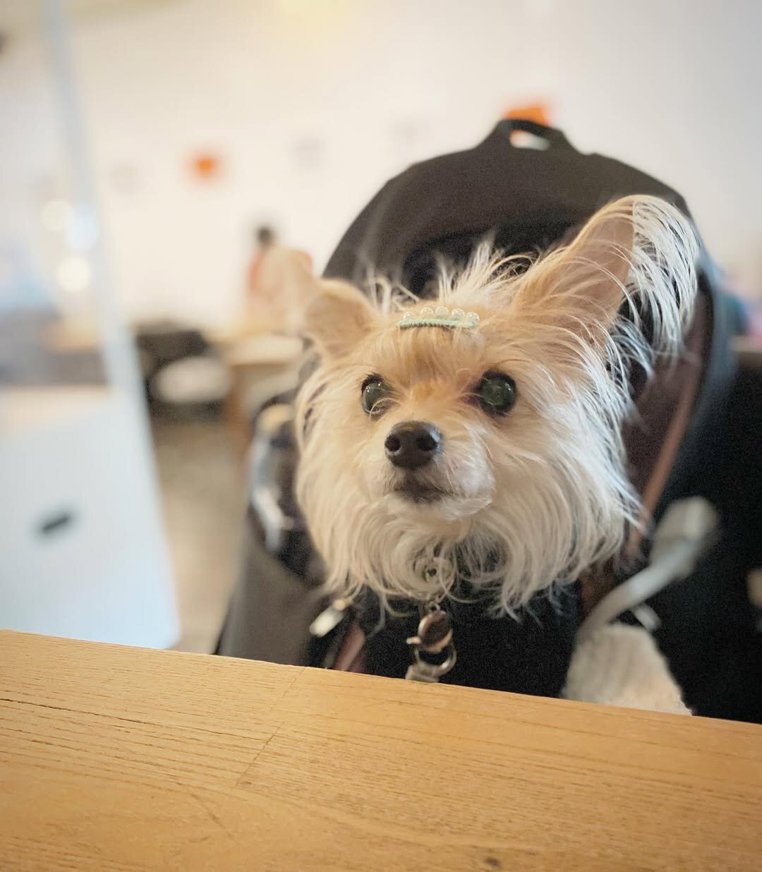 中目黒の犬連れできるカフェ