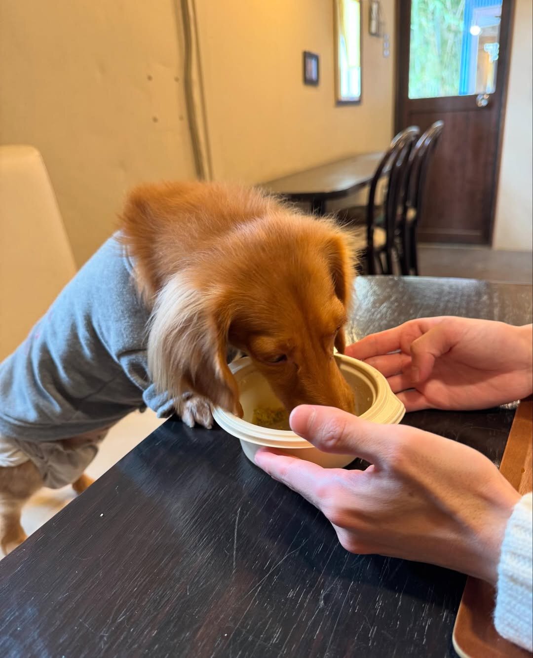 浜松市の犬連れできるカフェ