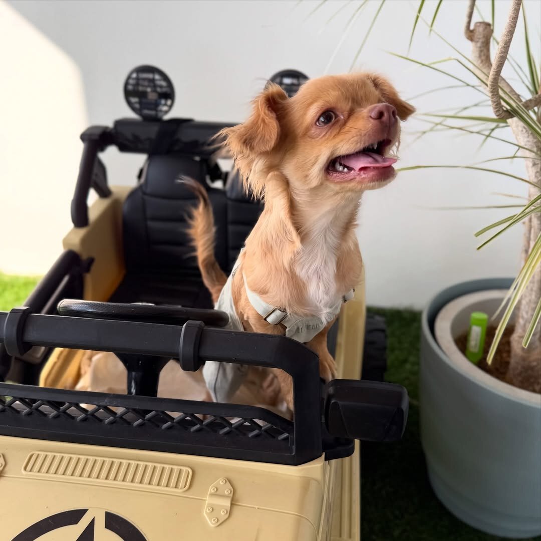 栃木のドッグカフェのDog Park HULOTにいる犬