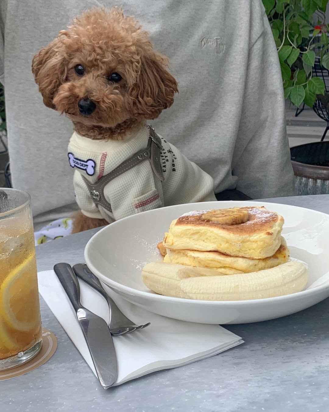 二子玉川の犬連れできるカフェ