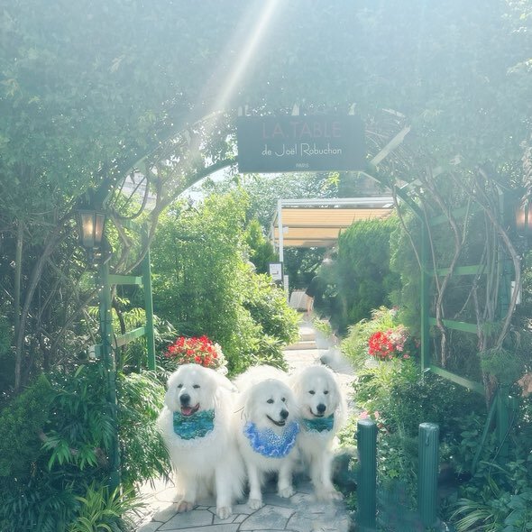 恵比寿の犬連れできるカフェ