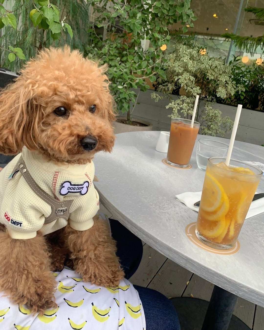 二子玉川の犬連れできるカフェ