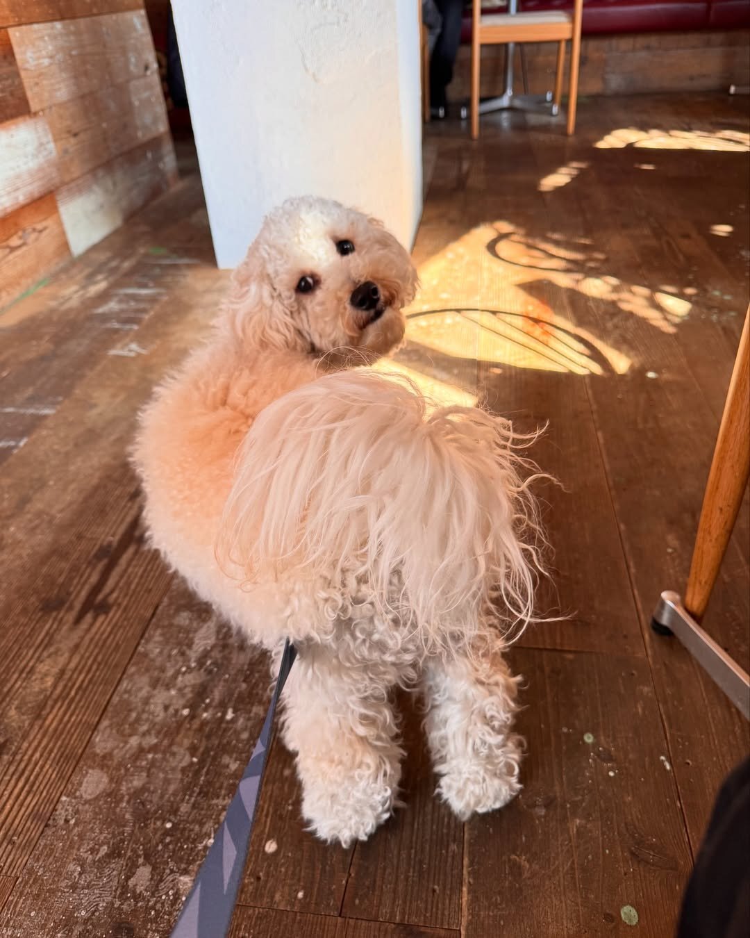 二子玉川の犬連れできるカフェ