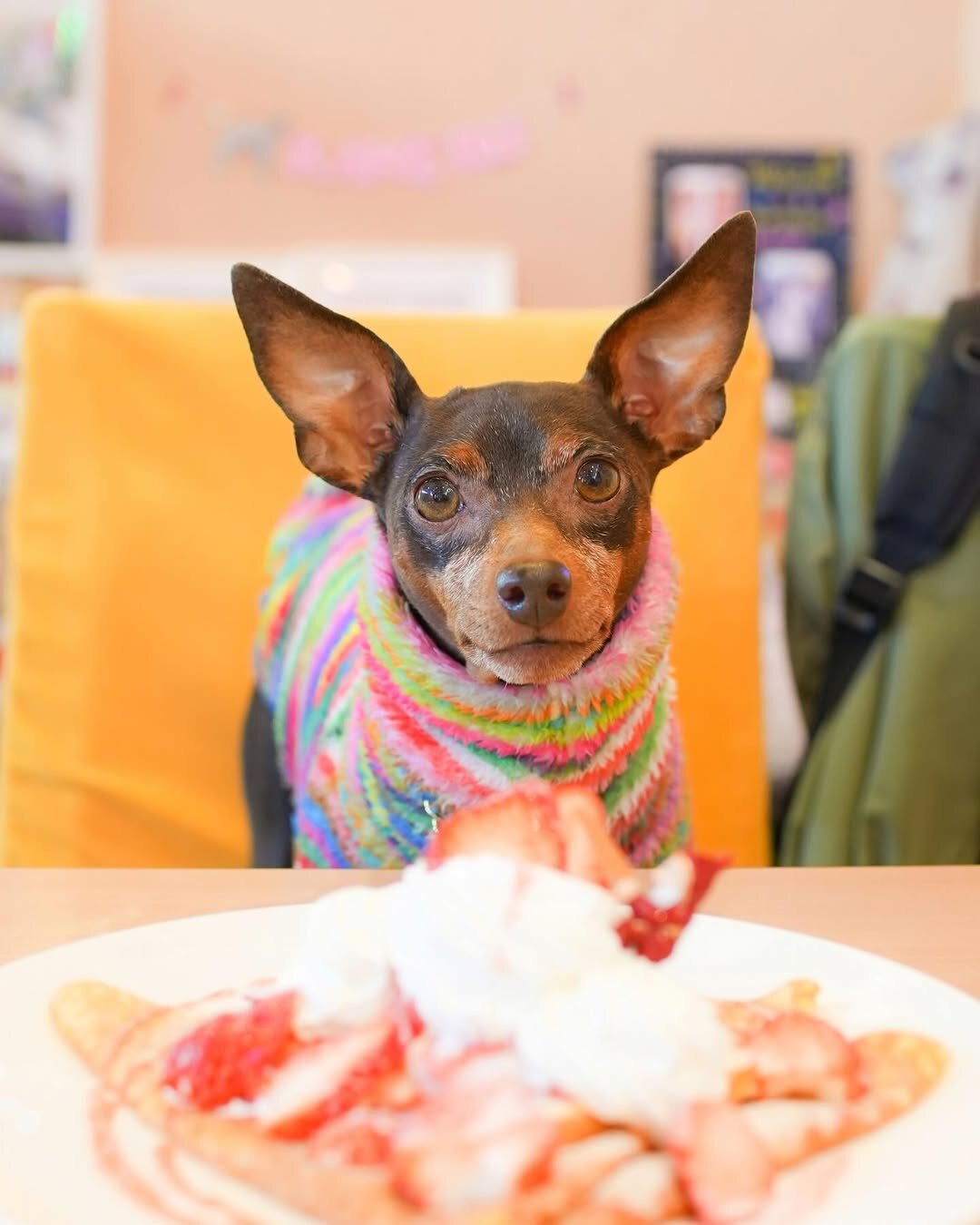 浜松市の犬連れできるカフェ