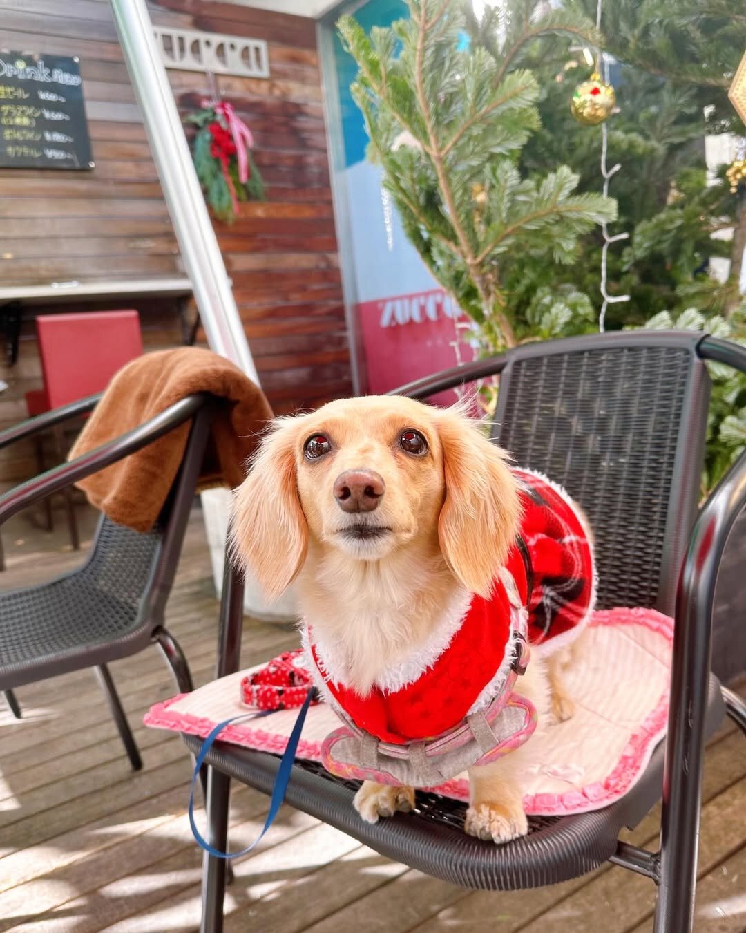 渋谷の犬連れで入れるカフェのズッカ（ZUCCA）にいる犬