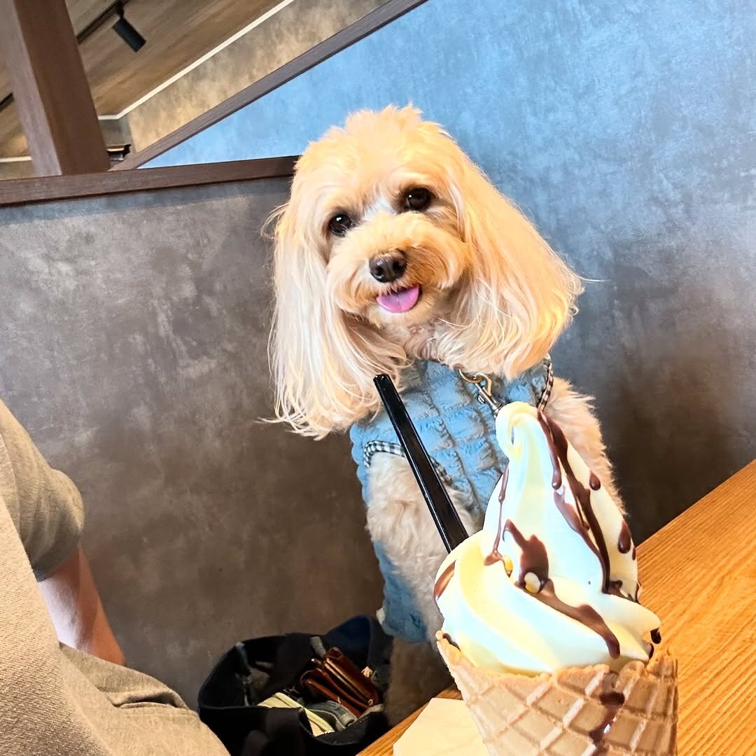 熊本市の犬連れできるカフェ