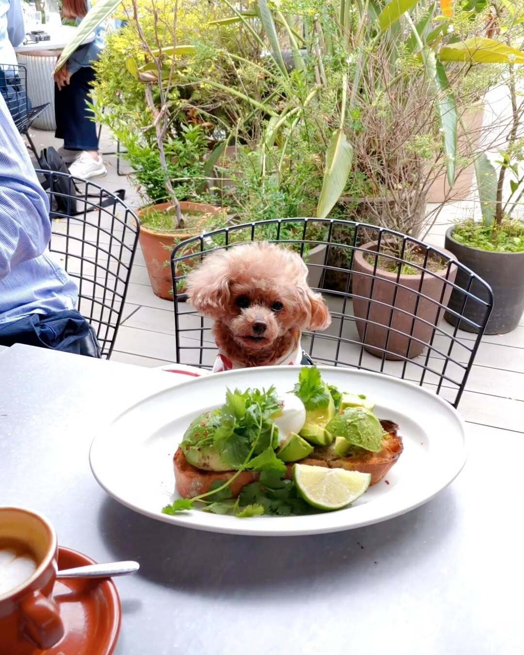 二子玉川の犬連れできるカフェ