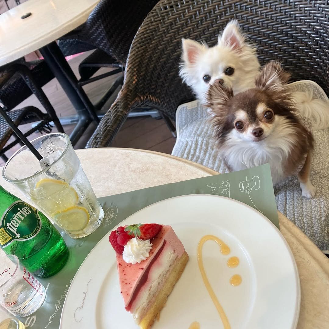 八王子の犬連れできるカフェ