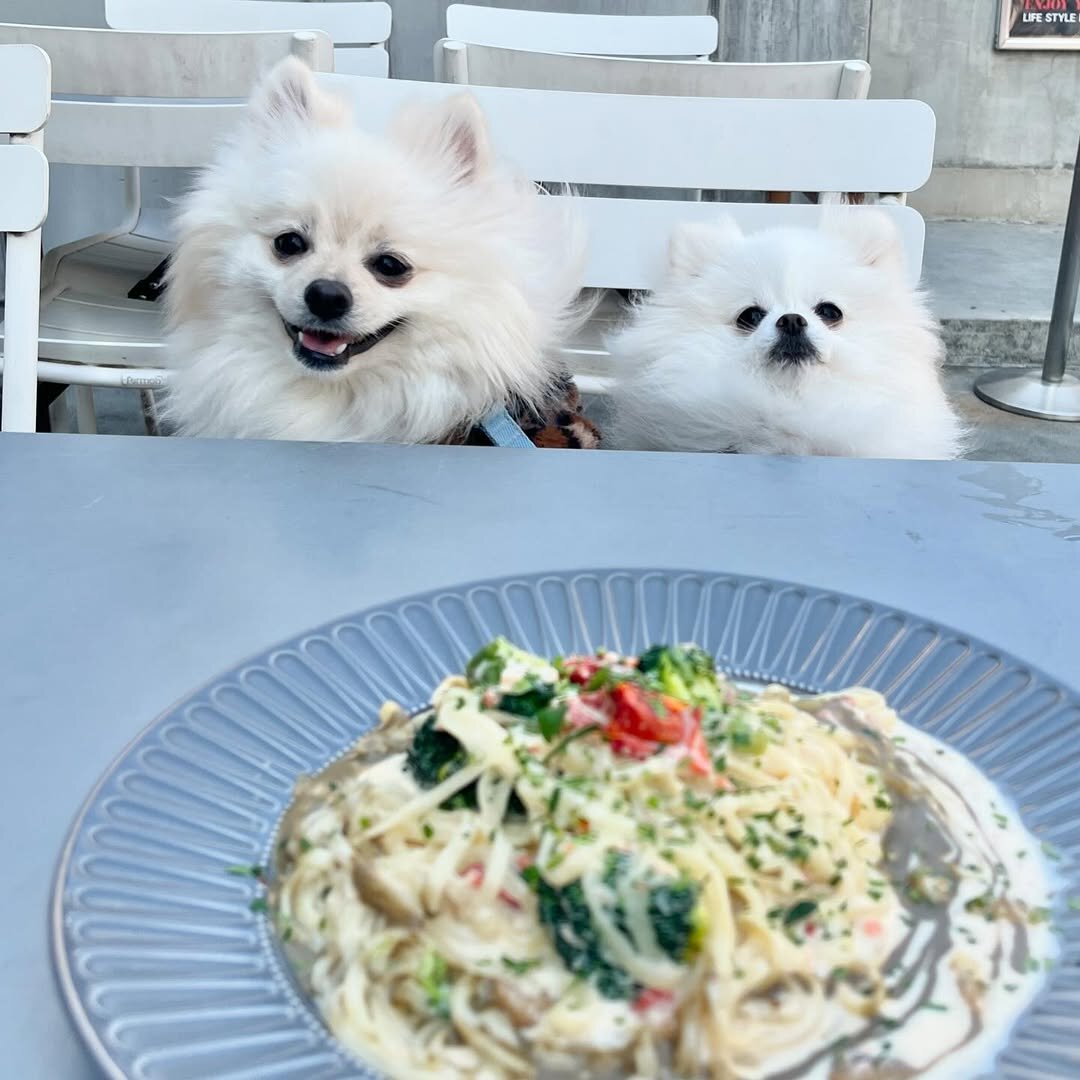 渋谷の犬連れで入れるカフェのエマノン ザ ソウル シェア キッチンにいる犬