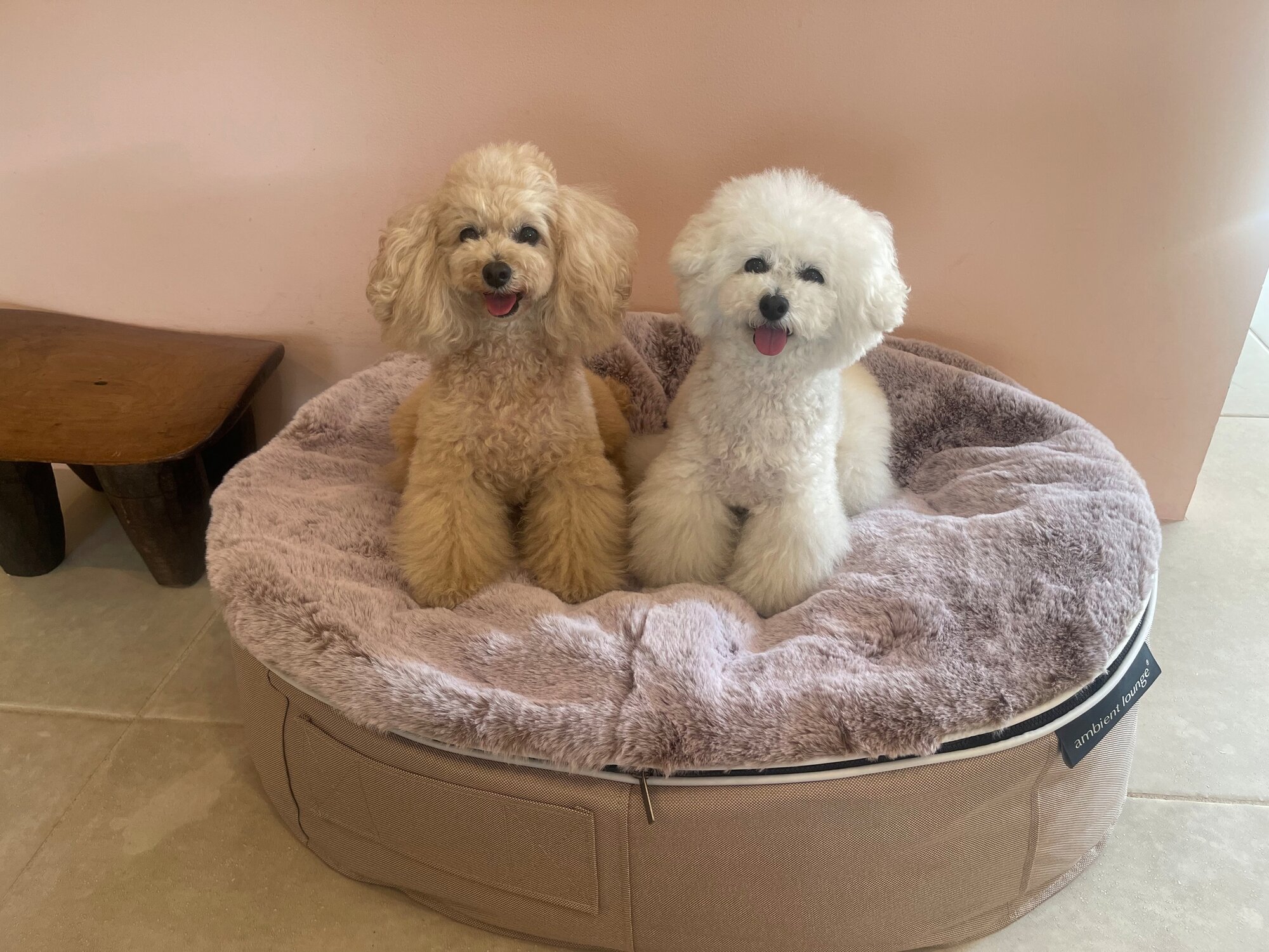 The Canvas Hayama Parkの客室で犬用ベッドにのる犬