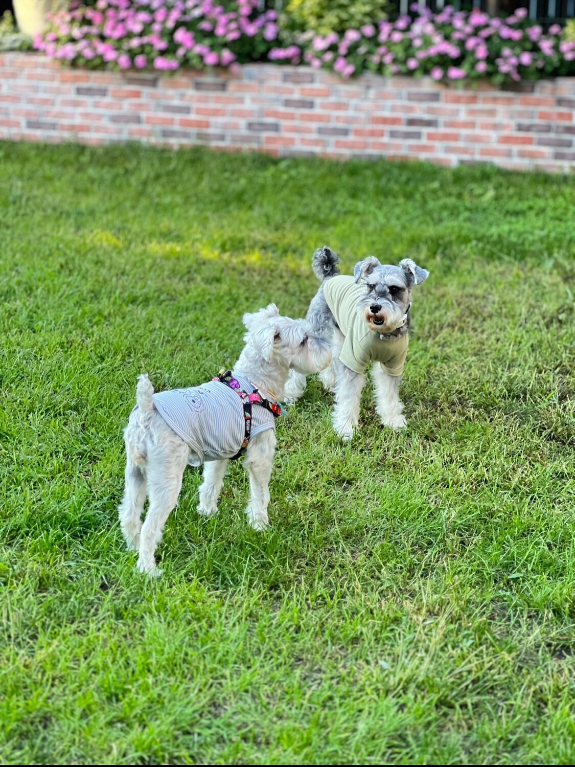 札幌のドッグランカフェで遊ぶ犬たち