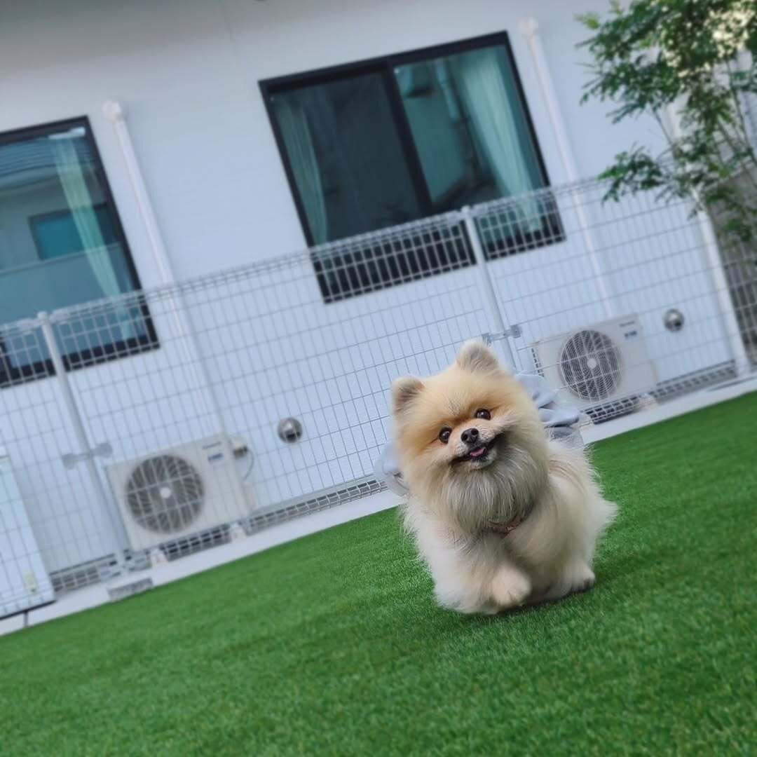 京都の犬連れできるカフェ