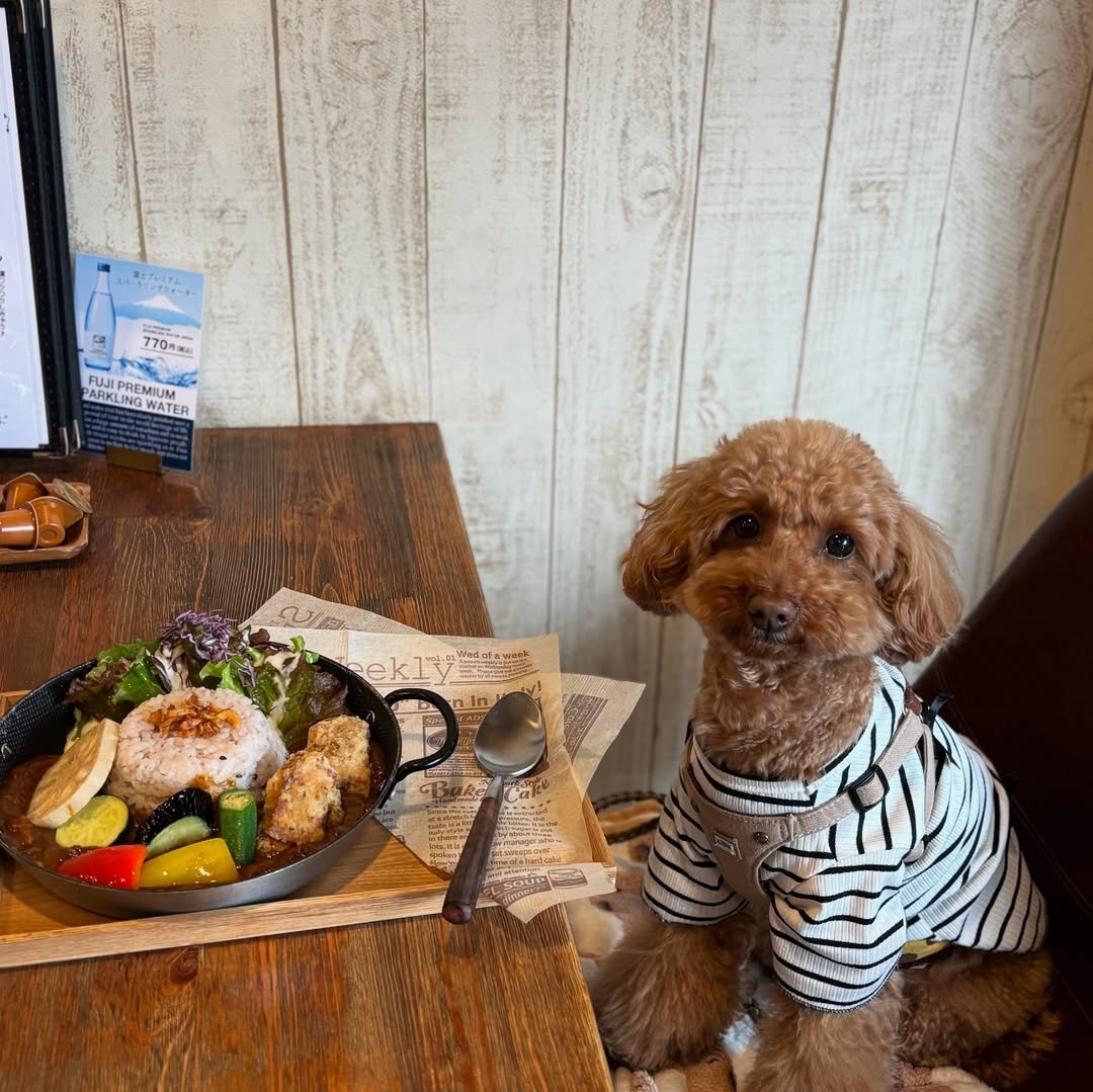 箱根の犬連れできるカフェの箱根唐揚げKARATTOにいる犬