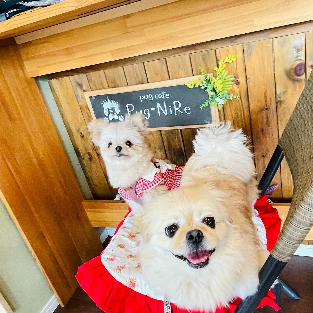 新潟の犬連れできるカフェのcafe HaRu-NiRe