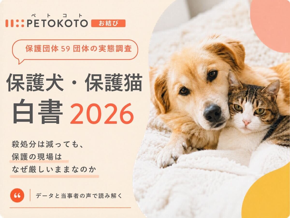 殺処分は減っても、保護の現場はなぜ厳しいままなのか｜保護団体59団体の実態調査【保護犬・保護猫白書2026】