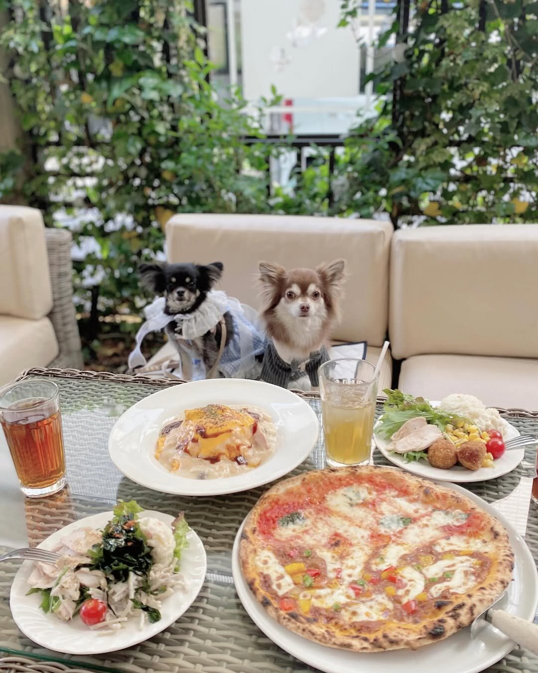 新宿の犬連れできるカフェ