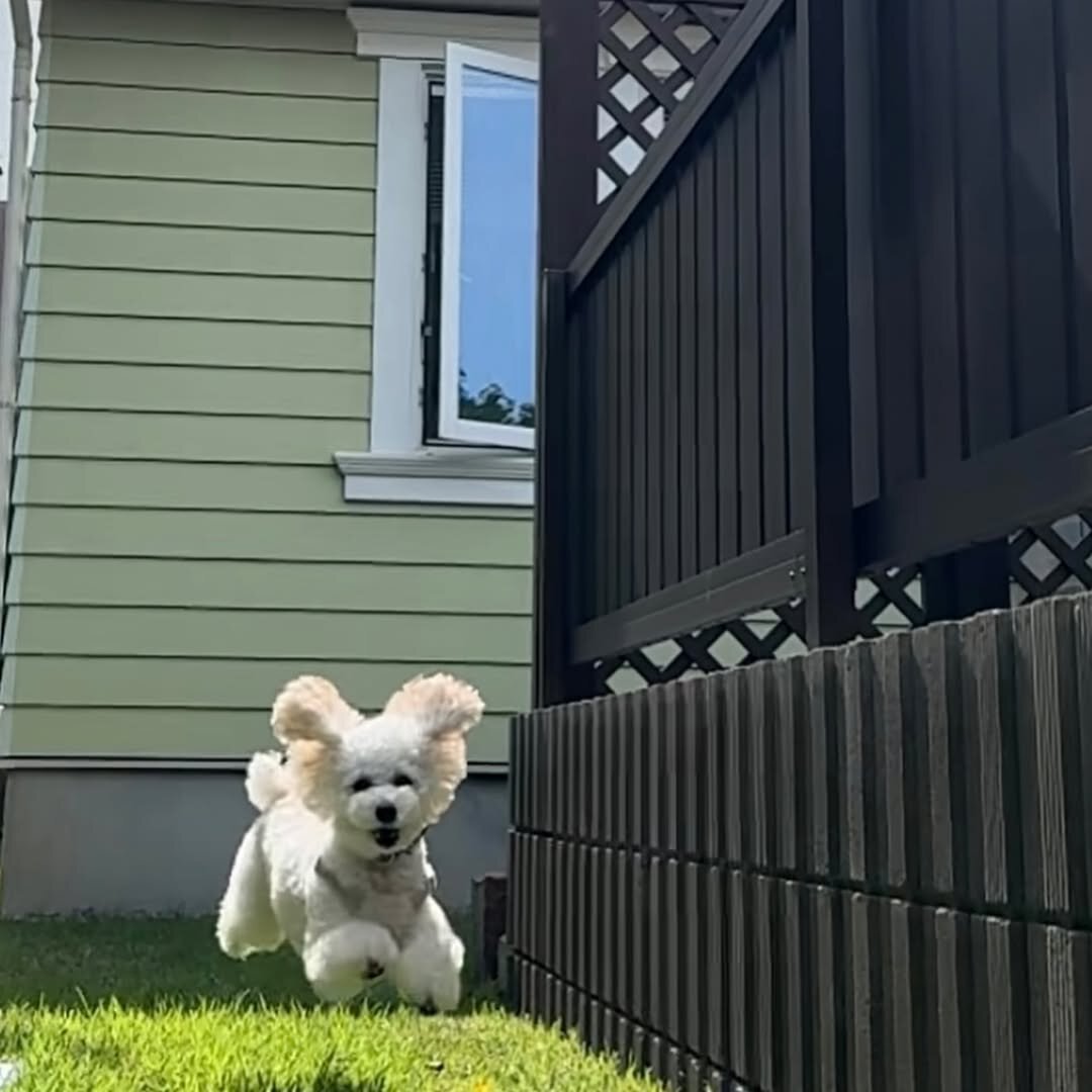 盛岡の犬連れできるカフェ