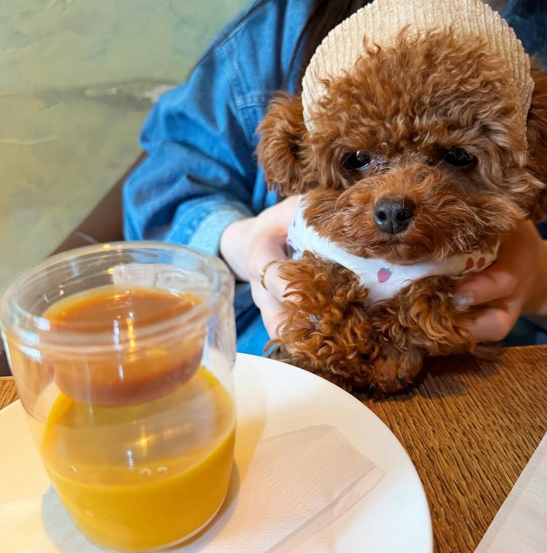 恵比寿の犬連れできるカフェ