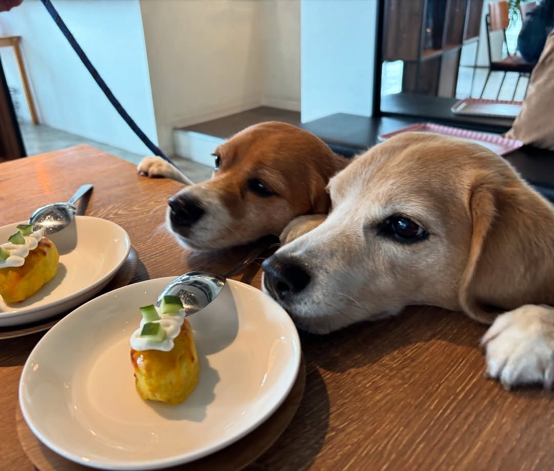二子玉川の犬連れできるカフェ