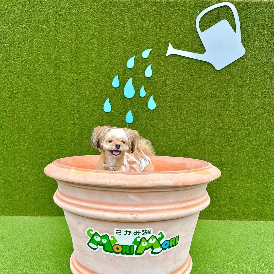 犬と行けるテーマパークにいる犬