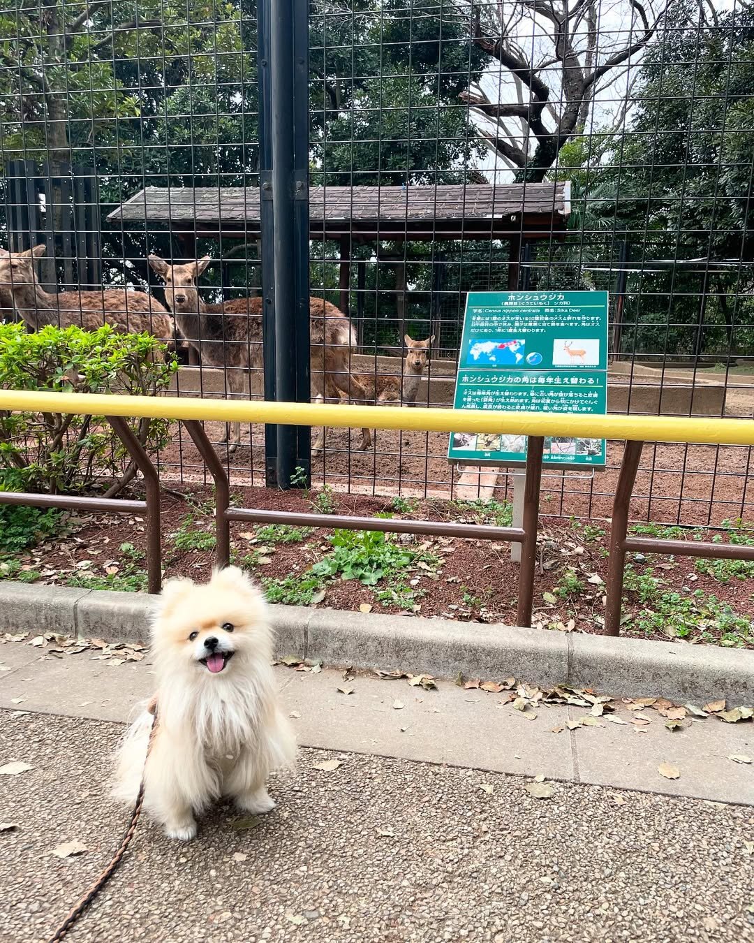 犬と行ける動物園にいる犬