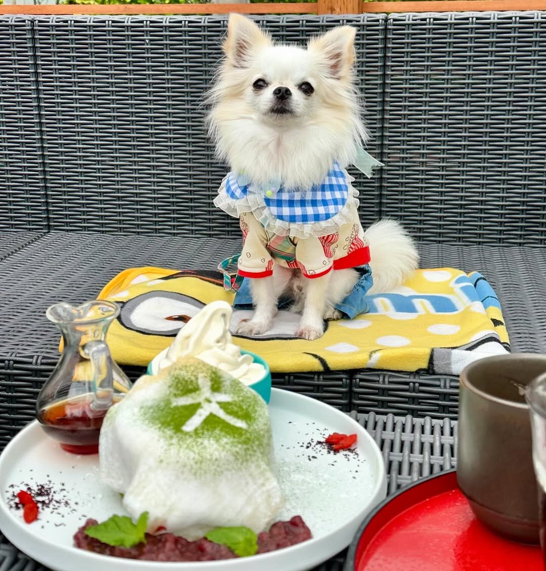 箱根の犬連れできるカフェのはこね天空のテラスにいる犬