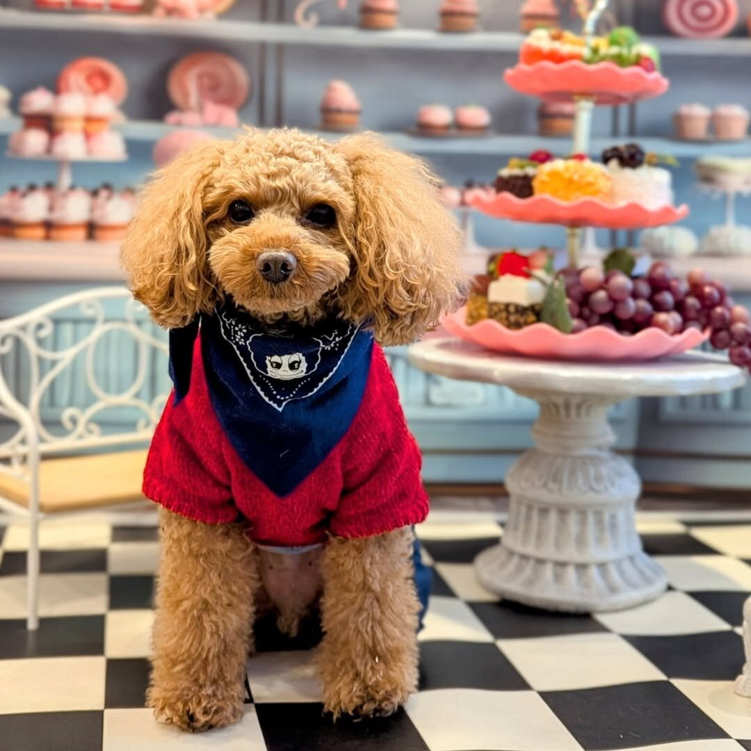 堺市の犬連れできるカフェ