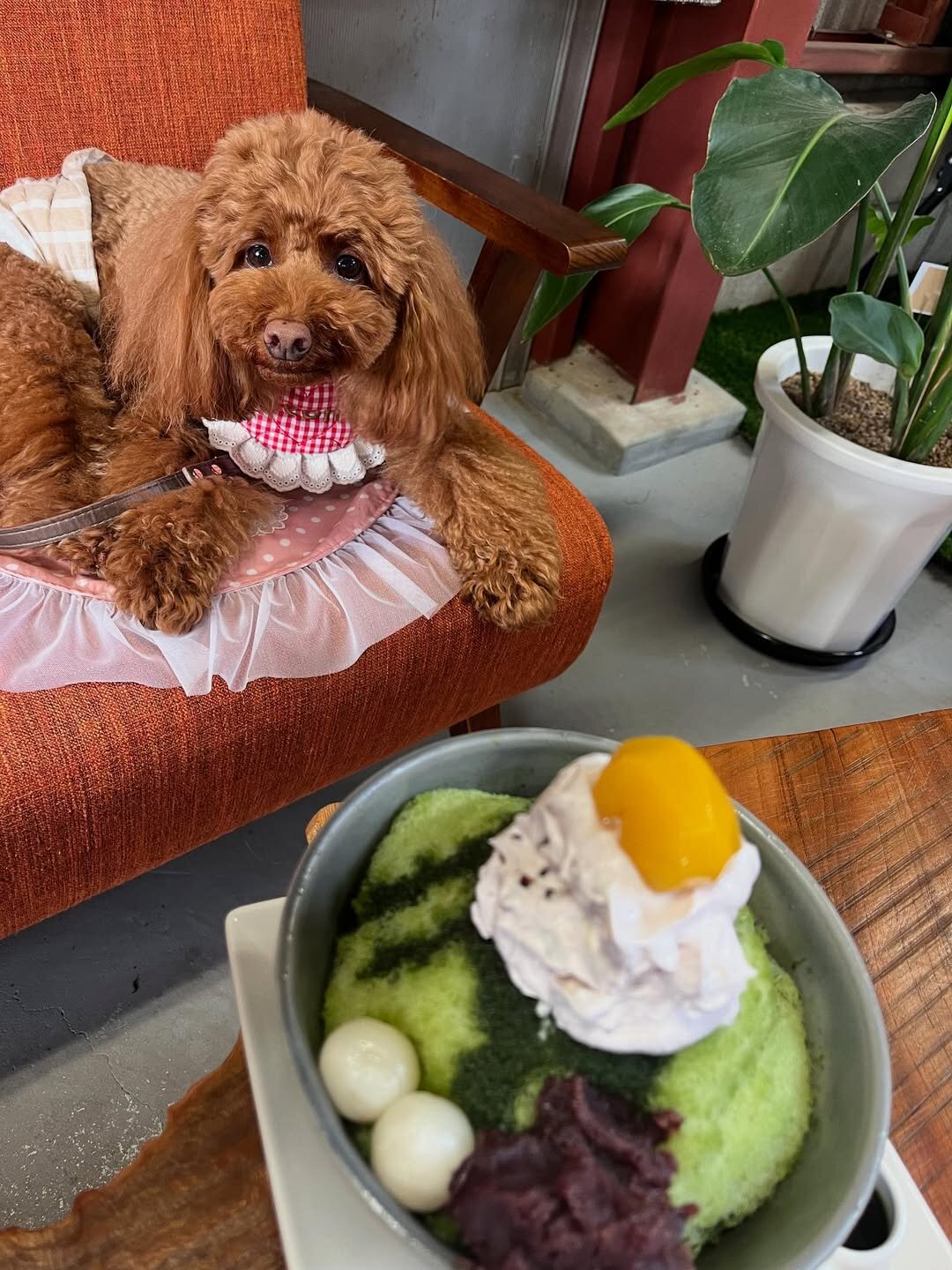 大分の犬連れできるカフェ