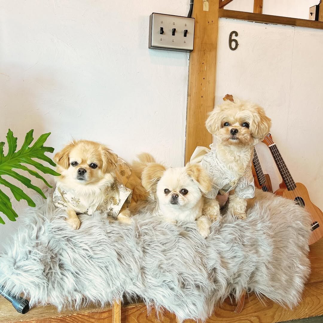 三重の犬連れできるカフェ