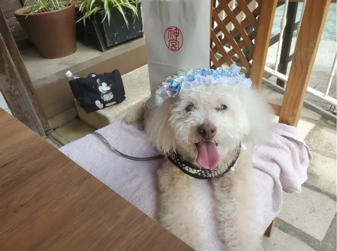 三重の犬連れできるカフェ