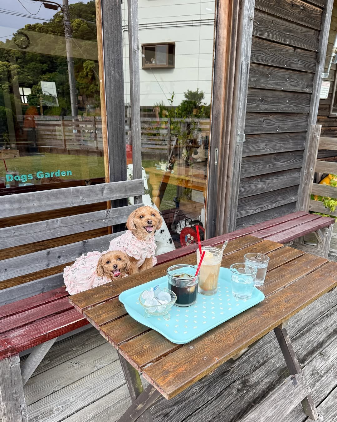 伊豆の犬連れできるカフェ