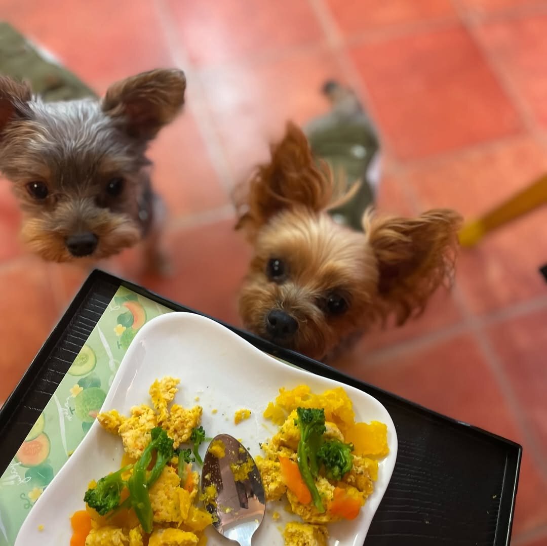 札幌の犬連れできるカフェ