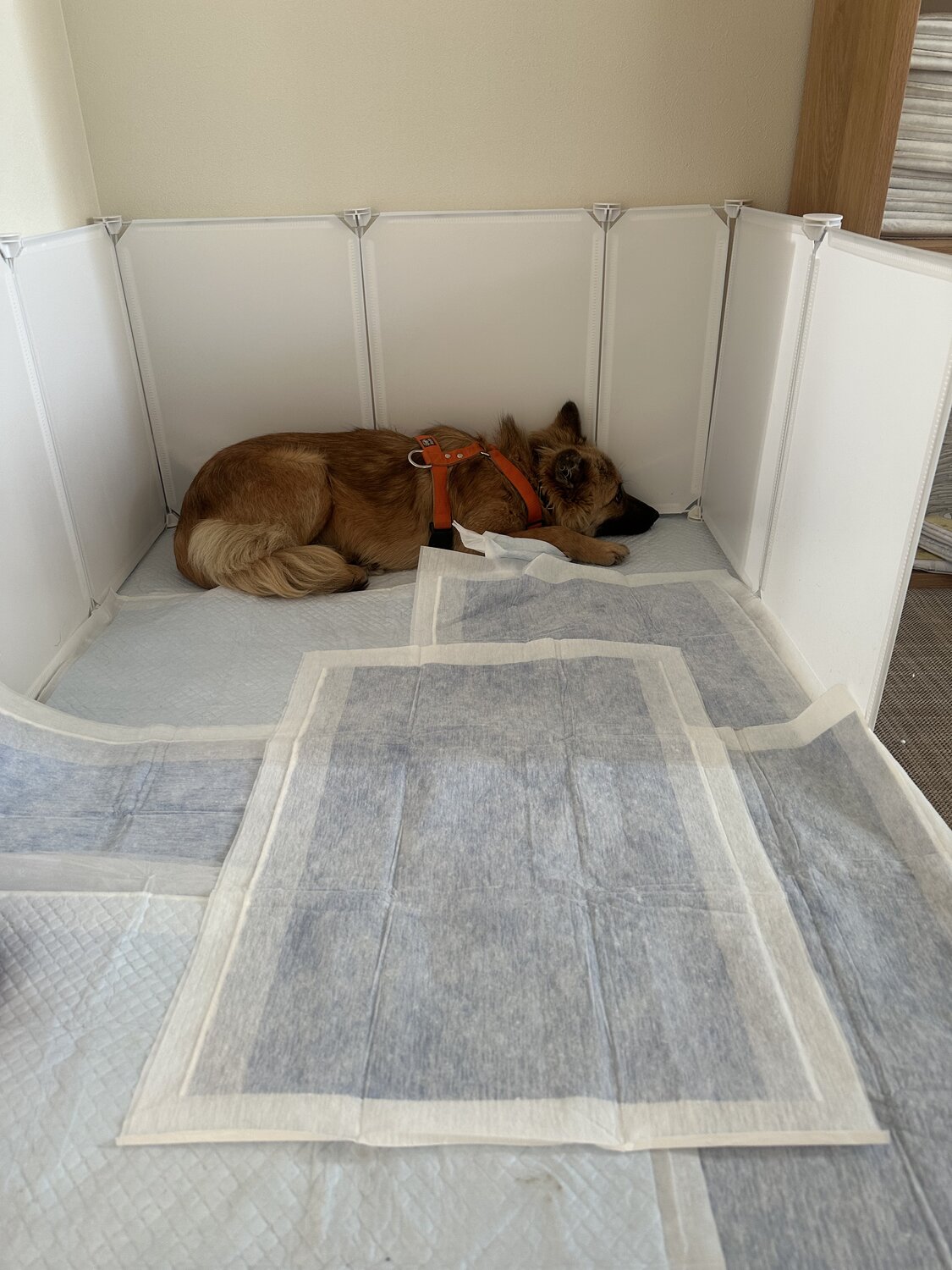 トイレシーツの上で伏せる預かりボランティアで預かった保護犬