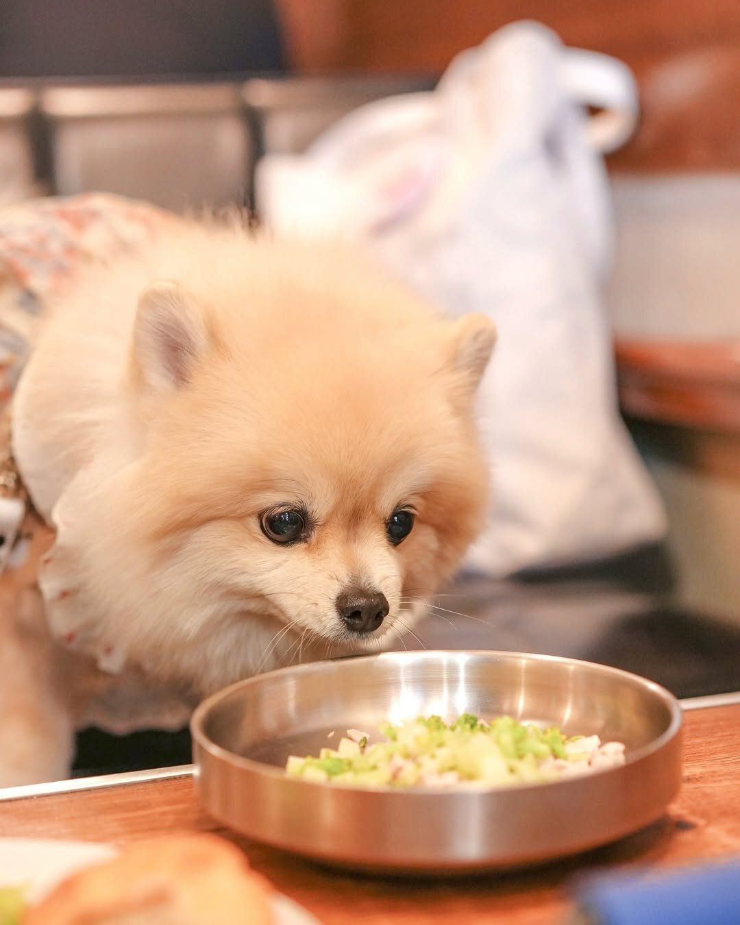 池袋の犬連れできるカフェ