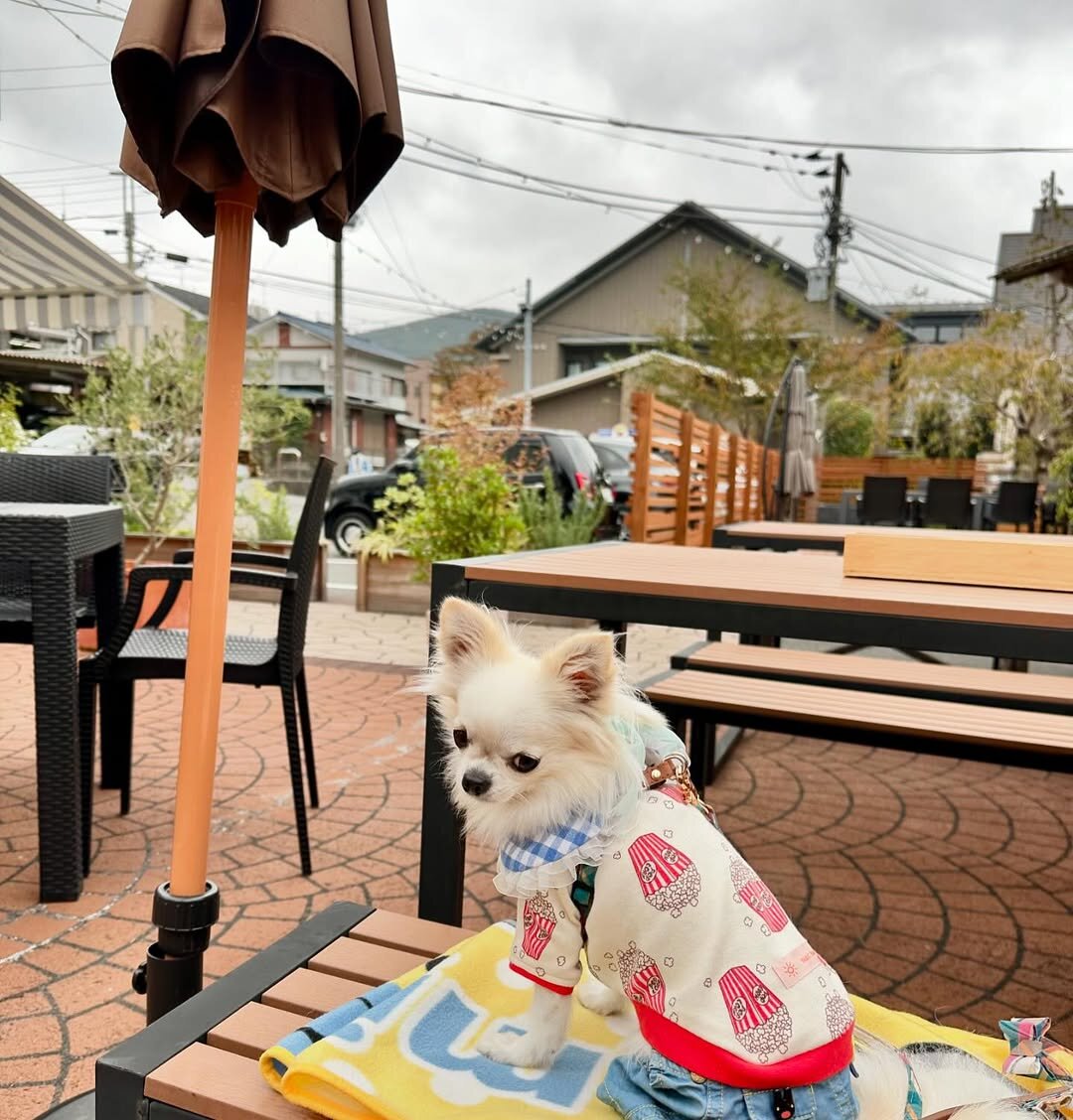 箱根の犬連れできるカフェのはこね天空のテラスにいる犬