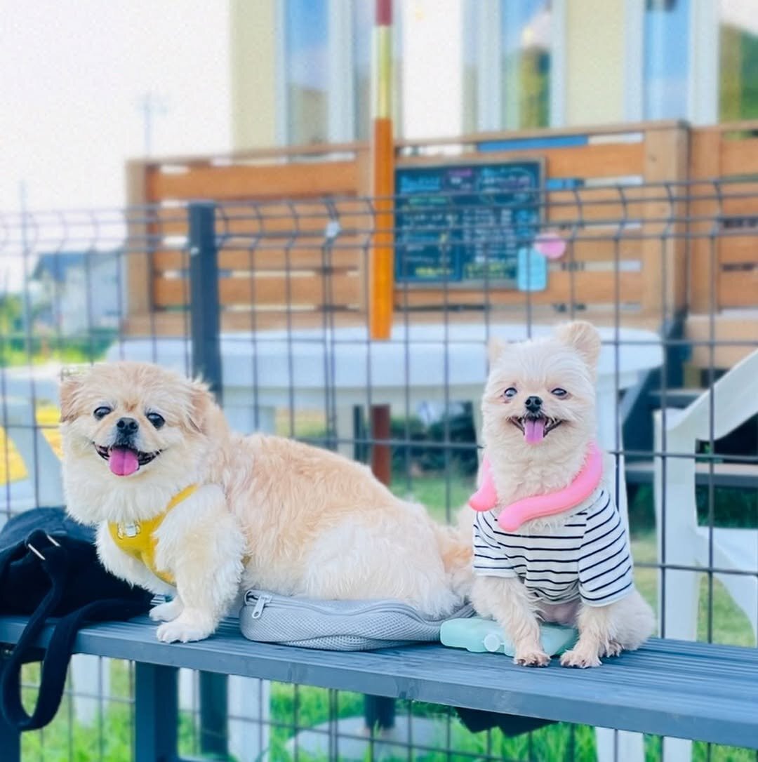 新潟のドッグカフェの91R～Dog Park Cafe～