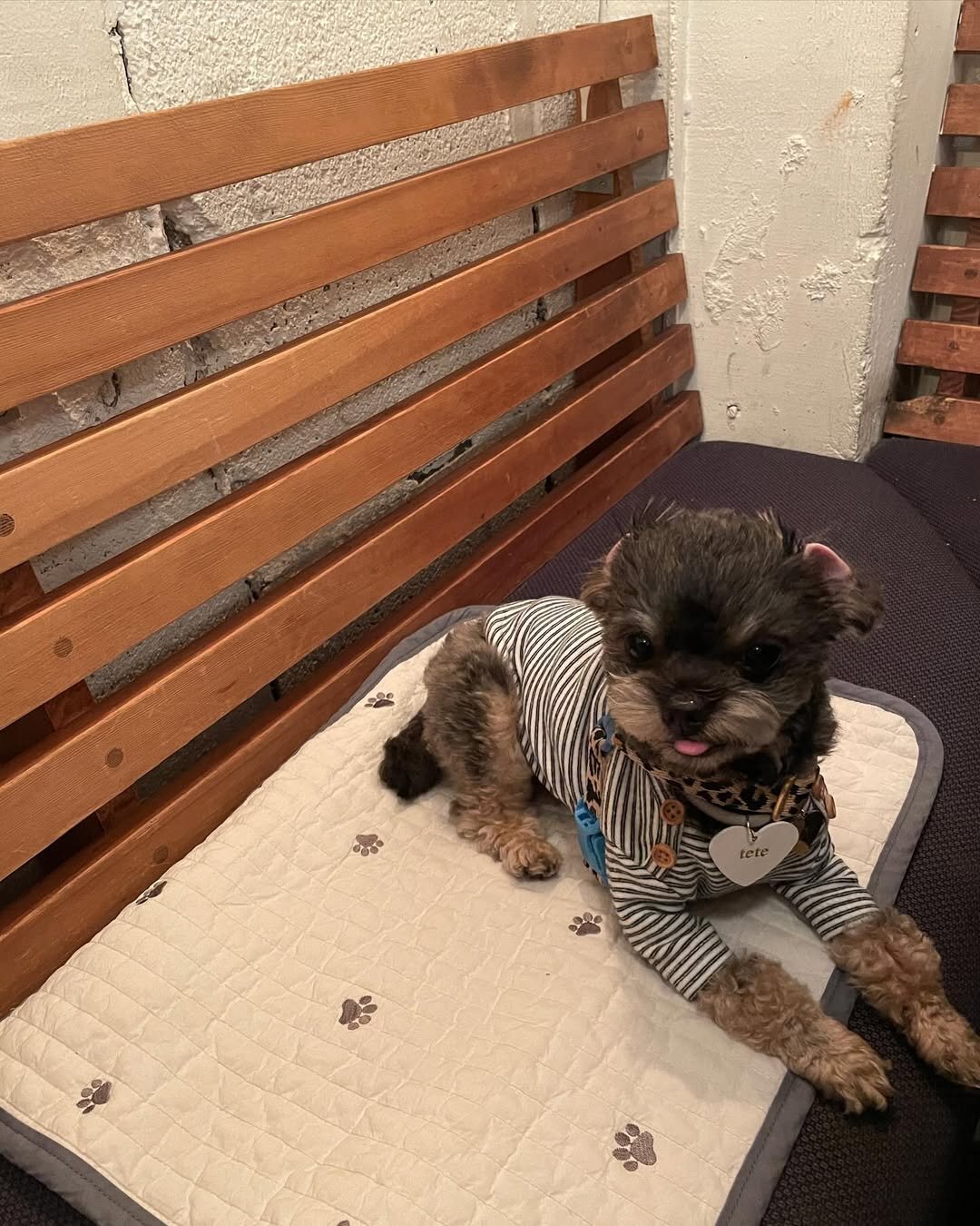 恵比寿の犬連れできるカフェ