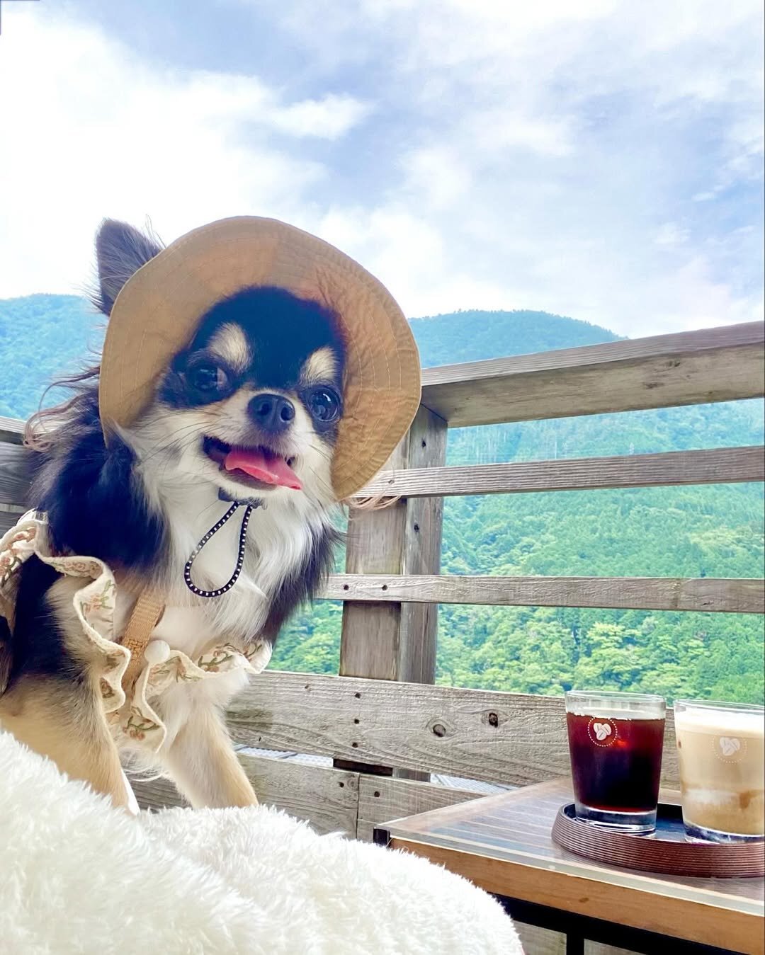 箱根の犬連れできるカフェのNARAYA CAFEにいる犬