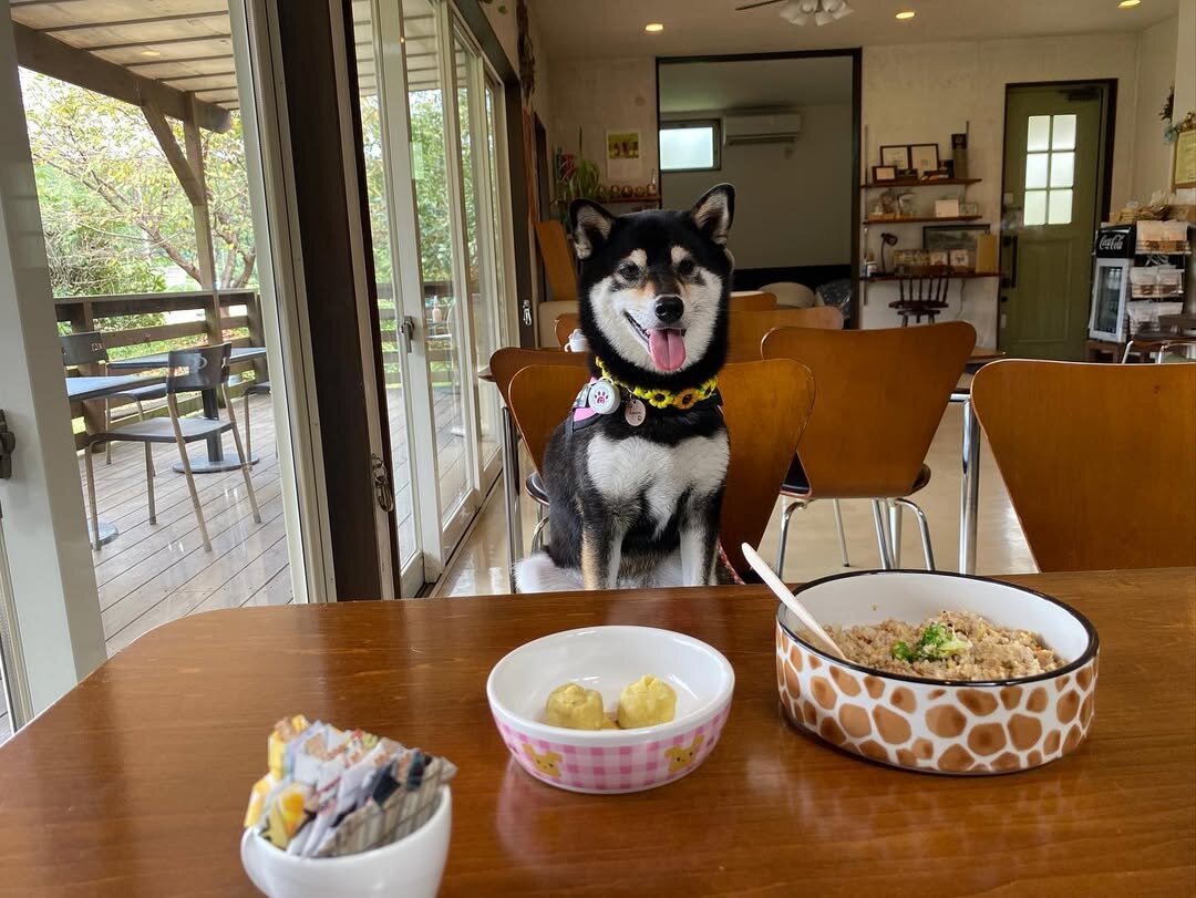 栃木のドッグカフェのDogrun ＆ Cafe Rich fieldにいる犬