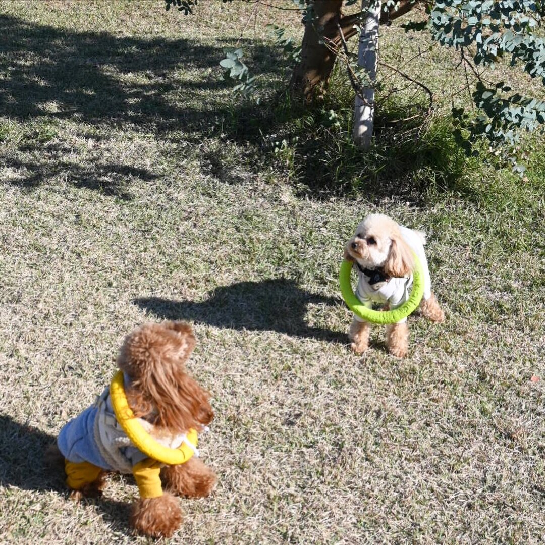 宮崎のドッグラン