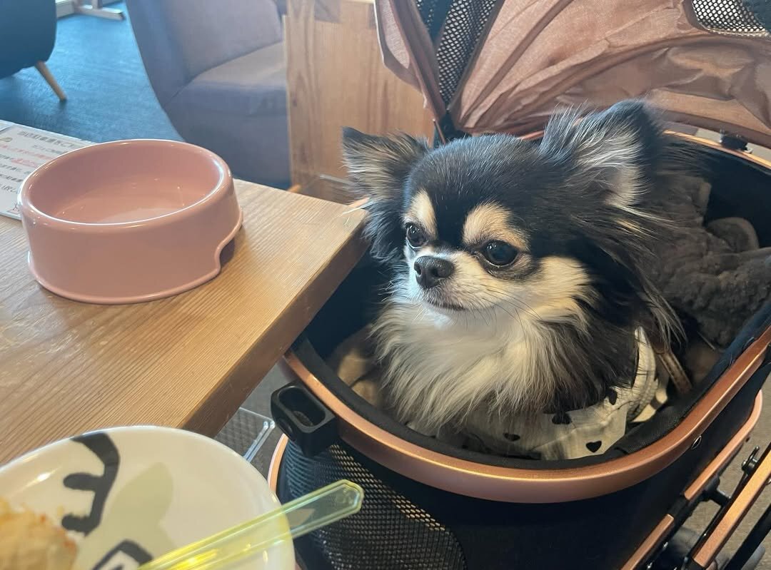京都の犬連れできるカフェ
