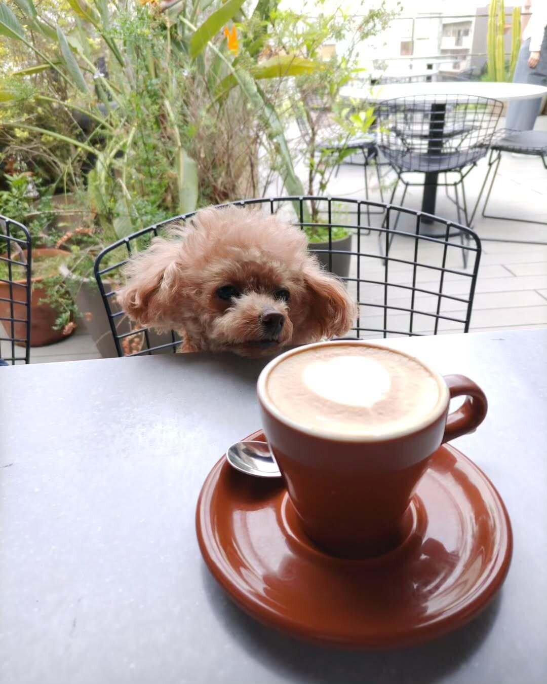 二子玉川の犬連れできるカフェ