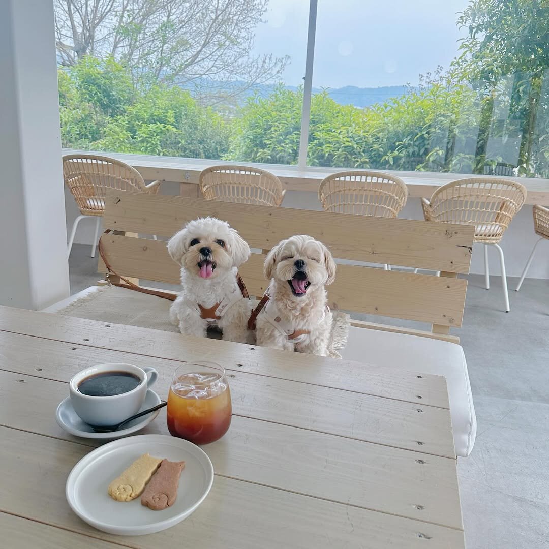 京都の犬連れできるカフェ