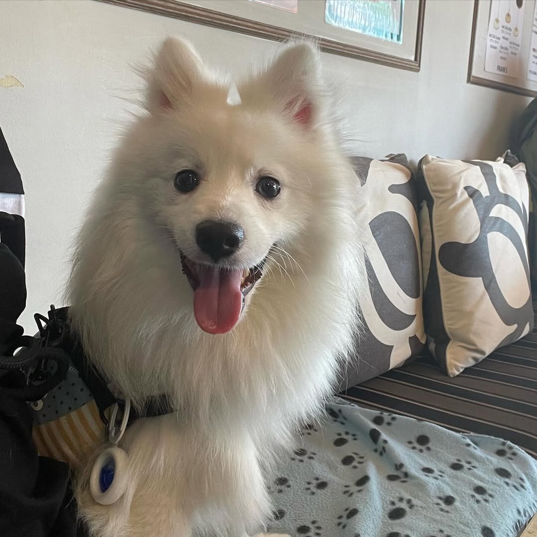 八王子の犬連れできるカフェ
