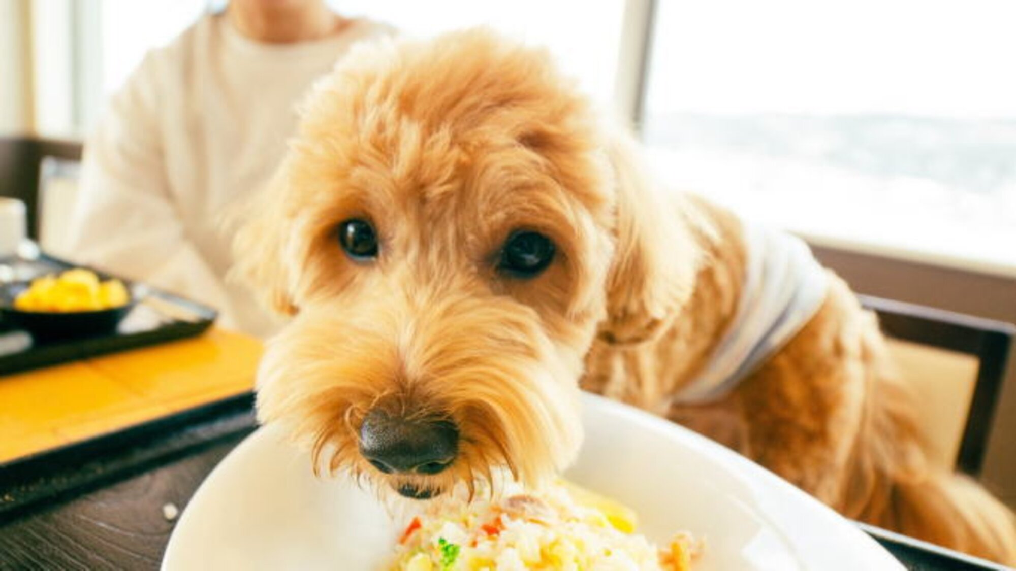 ホテル・ラ・ジェント・プラザ函館北斗で朝食に同伴する犬