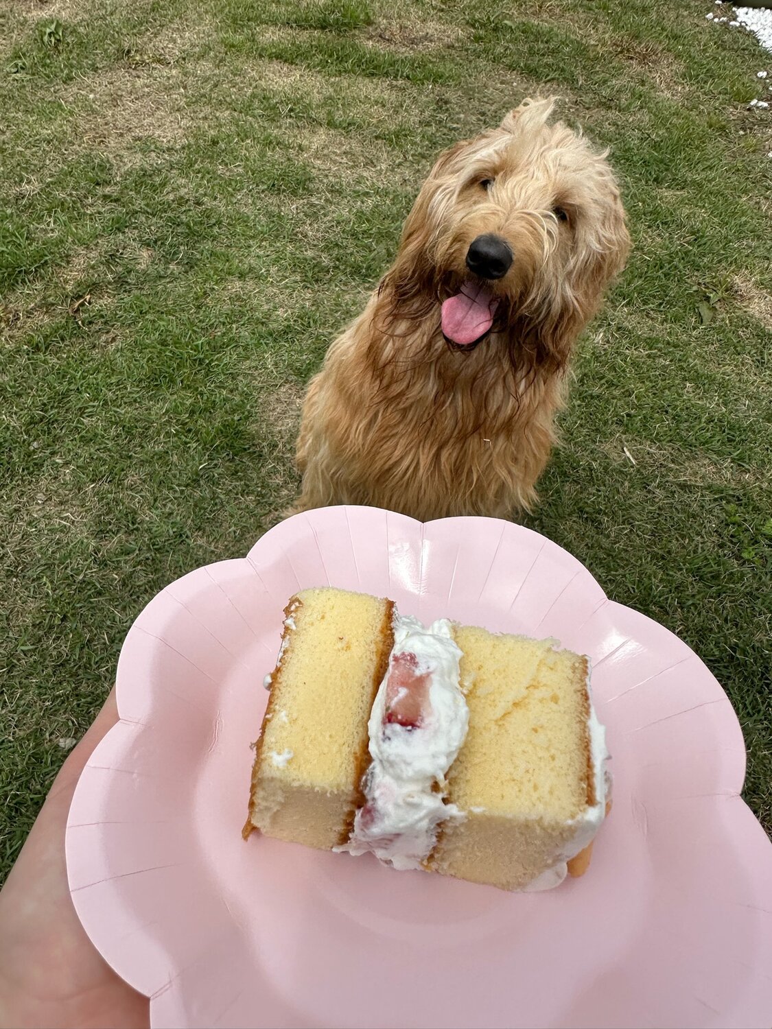 DokiDoggie油壷globeのドッグラン